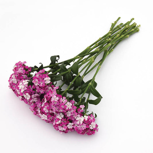 Dianthus Amazon Lavender Magic Seed