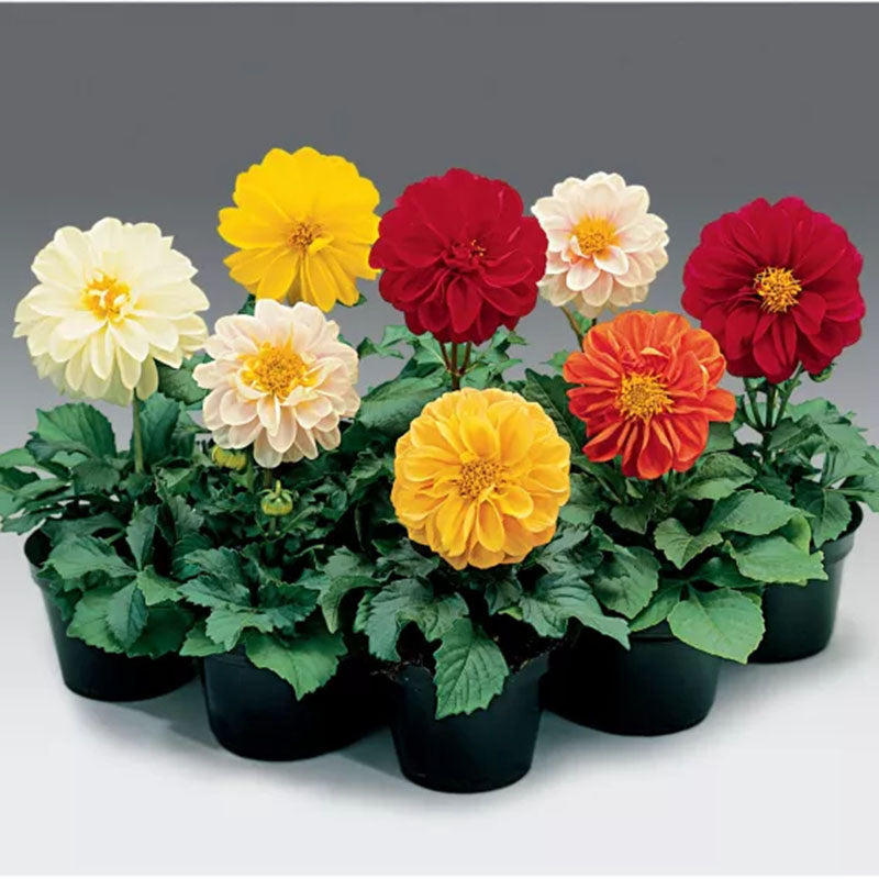 Dahlia Fresco Mix