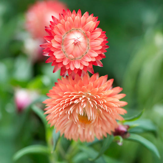 Strawflower King Size Salmon Seed