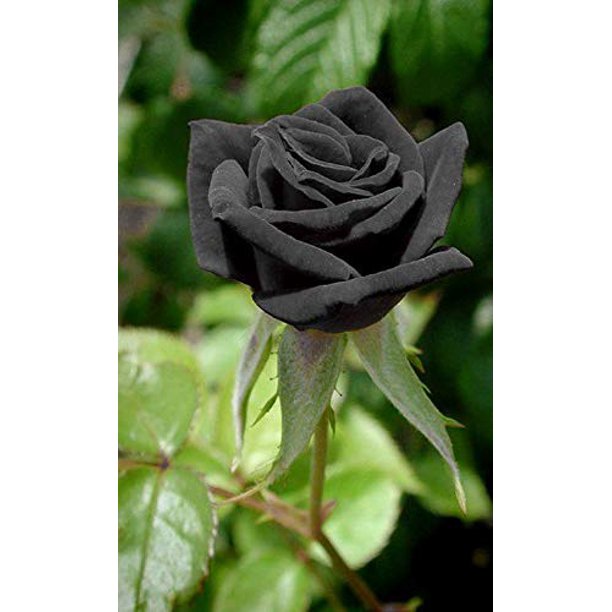 Black Rose Seedlings Flower Seeds Perennial Growing Bonsai Corms Tubers Potted Planting Reblooming Fragrant Garden Roots Rhizomes Species Blooms Plant Bulbs Gardening Tree