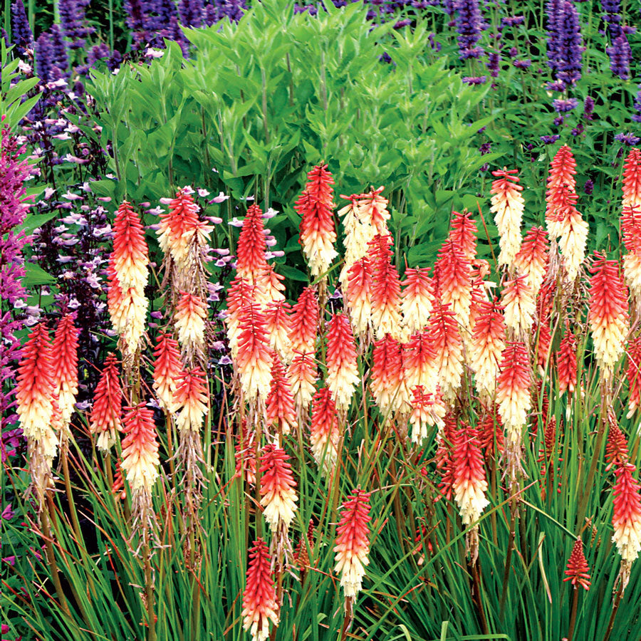 Kniphofia Orange Vanilla Popsicle