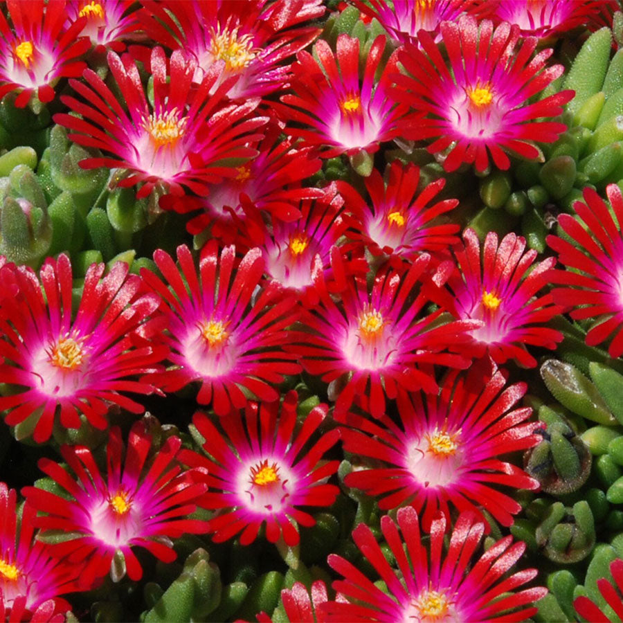 Delosperma Hotcakes® Saucy Strawberry