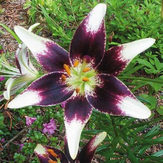 Nettys Pride Asiatic Lily - pack of 3