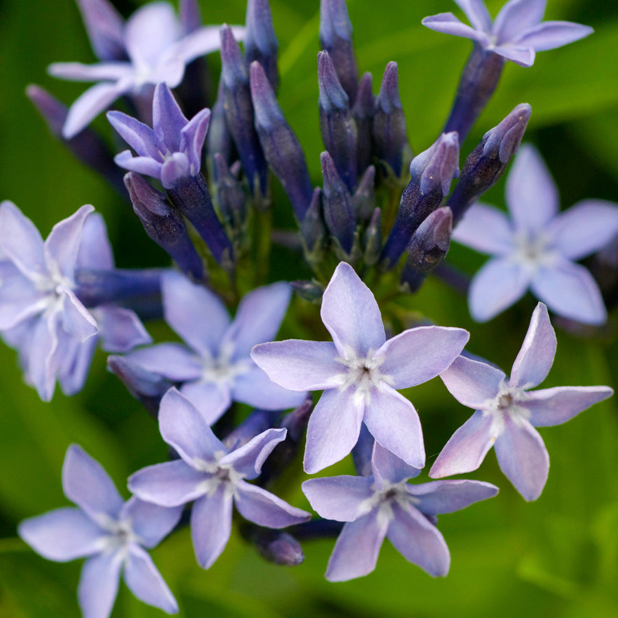 Amsonia Blue Ice