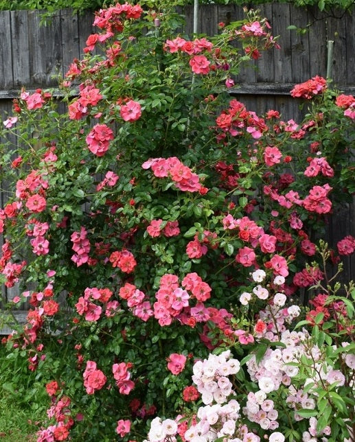 Sweatheart Rose Seedlings Flower Seeds Perennial Growing Bonsai Corms Tubers Potted Planting Reblooming Fragrant Garden Roots Rhizomes Species Blooms Plant Bulbs Gardening Tree