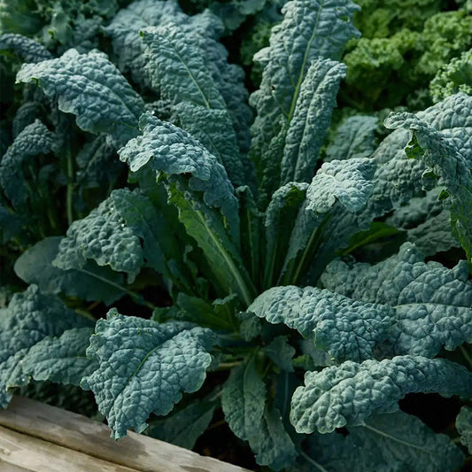 Kale, Lacinato