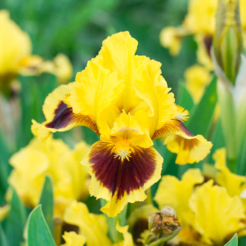 Ultimate Miniature Bearded Iris Iris species Growing Bonsai Bulbs Roots Rhizomes Corms Tubers Potted Planting Reblooming Fragrant Garden Flower Seeds Plant