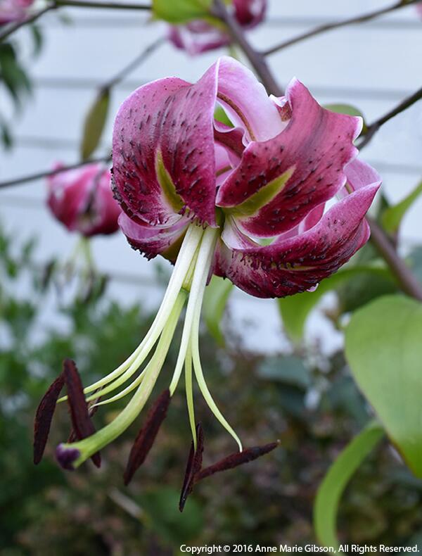 Black Beauty Orienpet Hybrid Lily Blooms Species Growing Bonsai Bulbs Roots Rhizomes Corms Tubers Potted Planting Reblooming Fragrant Garden Flower Seeds Plant