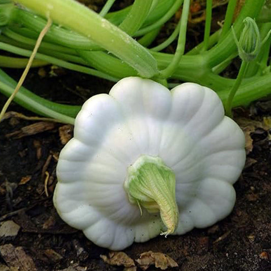 Early White Bush Scallop Summer Squash Seeds for Planting
