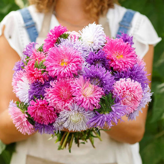 Mixed Callistephus/Chinese Aster Seeds-Annual