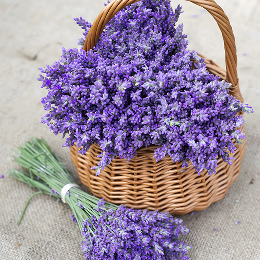 Lavender Seeds