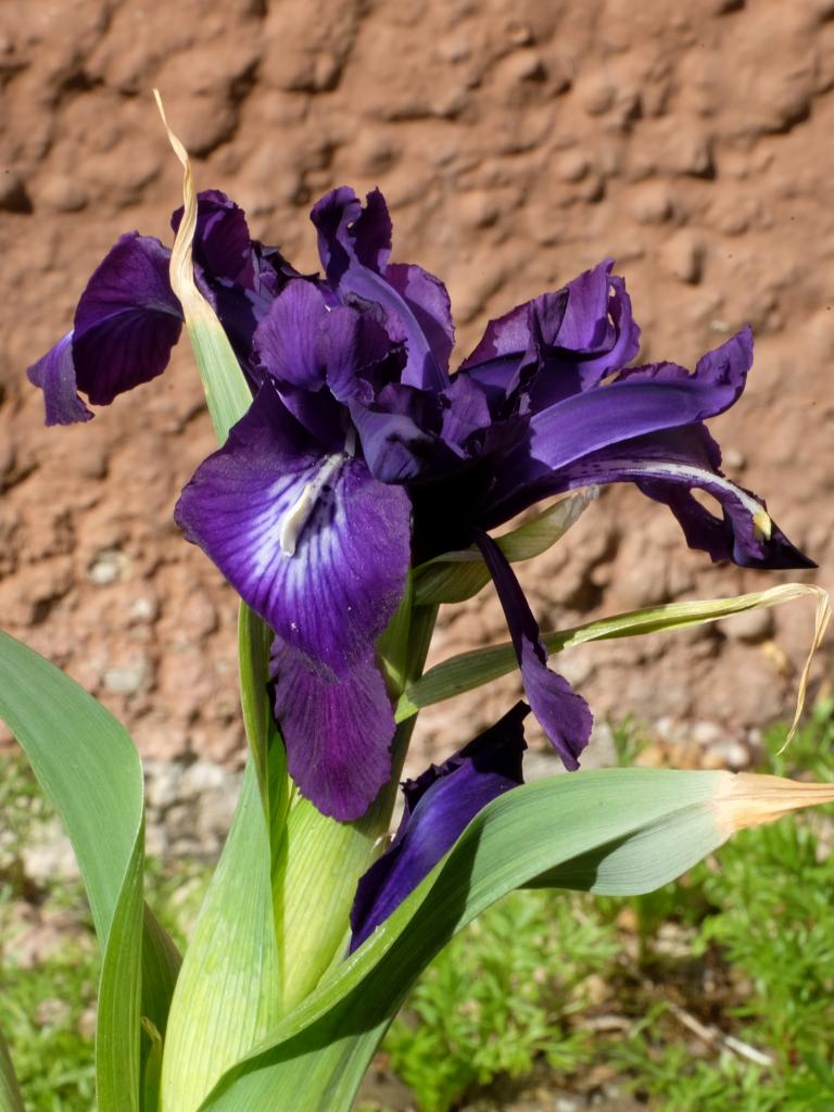 Shooting Star Very Dark Bearded Iris Species Growing Bonsai Bulbs Roots Rhizomes Corms Tubers Potted Planting Reblooming Fragrant Garden Flower Seeds Plant