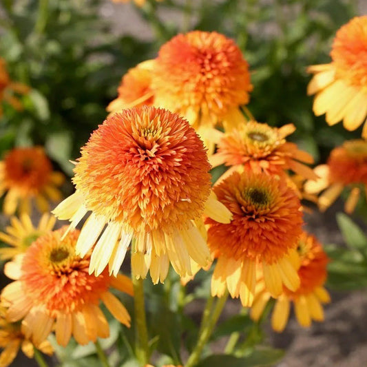Double Orange Coneflower Seeds - Rare Hardy Perennial Pollinator Flower
