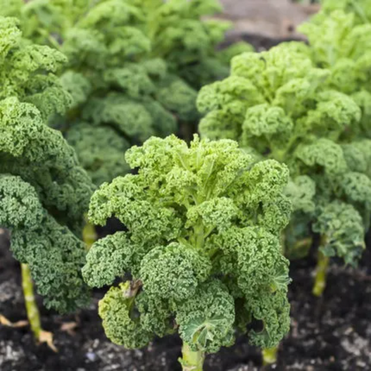 Kale Seeds
