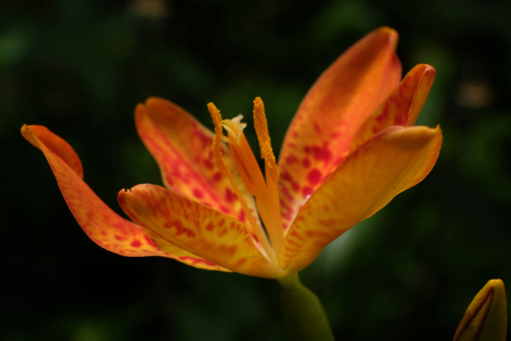 Iris domestica Belamcanda Chinensis is Native to China and Japan Iris species Growing Bonsai Seeds Flower Plant Bulbs Roots Rhizomes Corms Tubers Potted Planting Reblooming Fragrant Garden