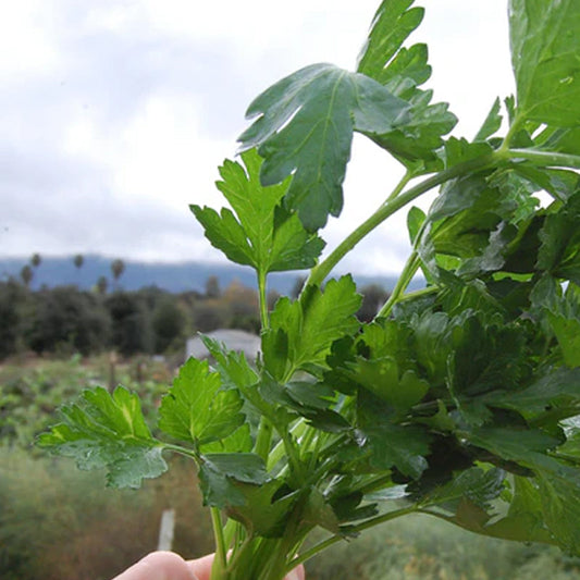 Giant of Italy Parsley