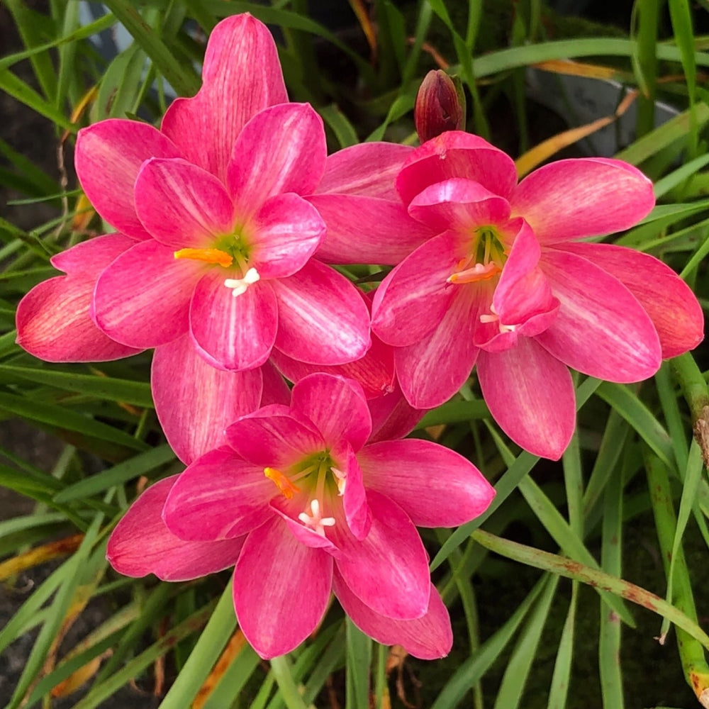 Rain Lily Bulbs/Cut Flower/Perennial/Rain Lily Bulbs For Planting/Long Flowering Time Healthy/Rain lily live plant