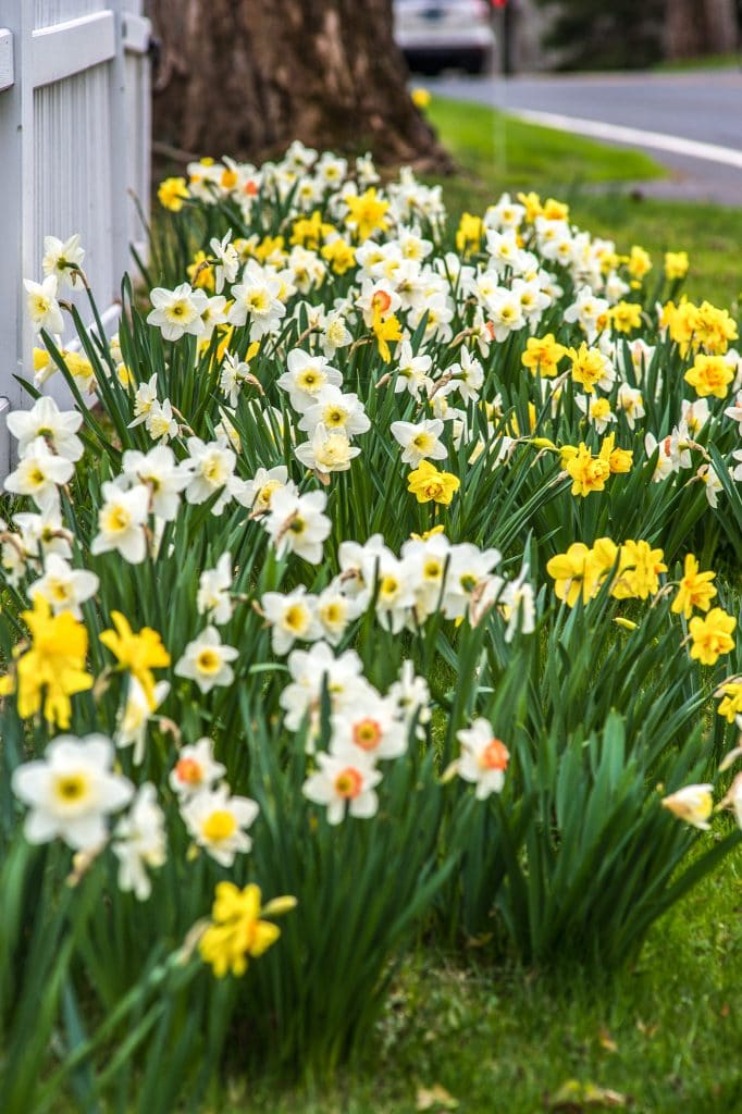 Spring Loaded Daffodil Narcissus Bulbs Blooms Species Growing Bonsai Roots Rhizomes Corms Tubers Potted Planting Reblooming Fragrant Garden Flower Seeds Plant
