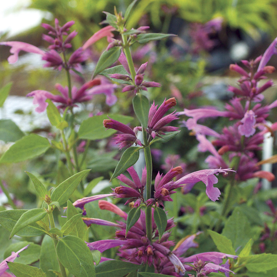 Agastache Rosie Posie