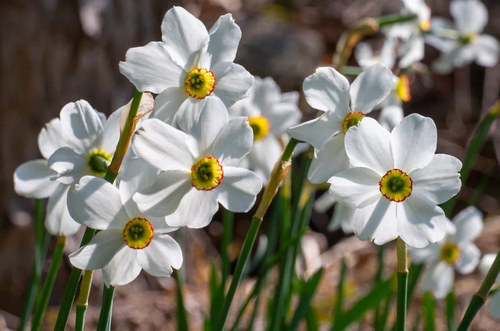 Poeticus Recurvus Daffodil Narcissus Bulbs Blooms Species Growing Bonsai Roots Rhizomes Corms Tubers Potted Planting Reblooming Fragrant Garden Flower Seeds Plant
