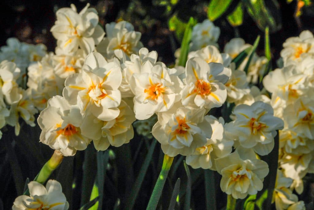 Sir Winston Churchill Daffodil Narcissus Bulbs Blooms Species Growing Bonsai Roots Rhizomes Corms Tubers Potted Planting Reblooming Fragrant Garden Flower Seeds Plant
