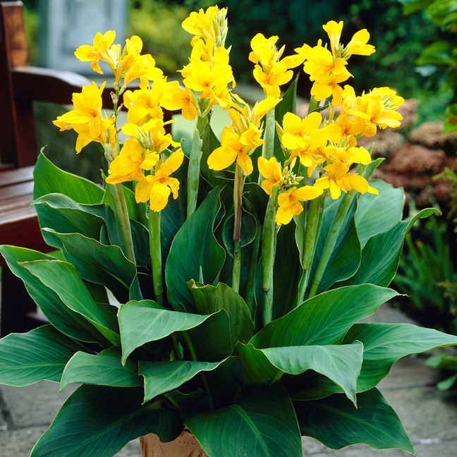 Canna Yara™ (pack of 3)