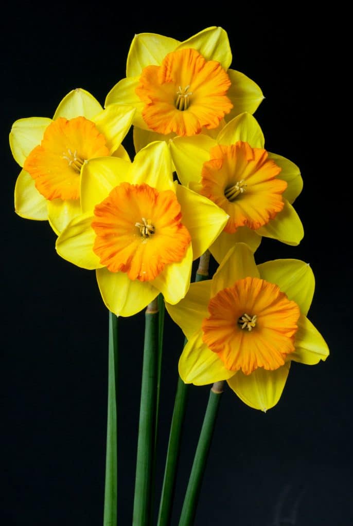 Pride of Lions Daffodil Narcissus Bulbs Blooms Species Growing Bonsai Roots Rhizomes Corms Tubers Potted Planting Reblooming Fragrant Garden Flower Seeds Plant