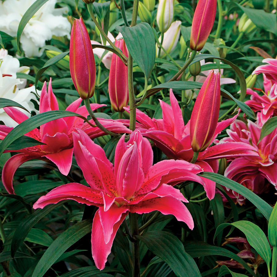 Lilium Roselily® Elena
