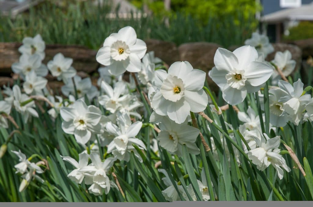 Starry Night Daffodil Narcissus Bulbs Blooms Species Growing Bonsai Roots Rhizomes Corms Tubers Potted Planting Reblooming Fragrant Garden Flower Seeds Plant