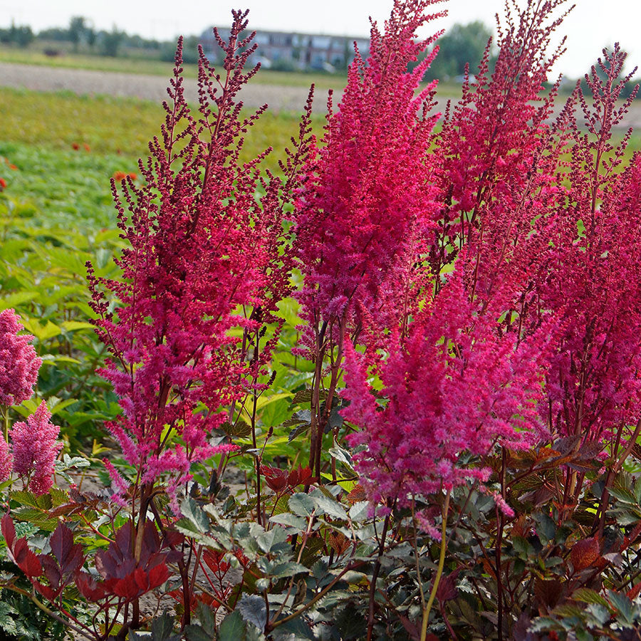 Astilbe Mighty® Chocolate Cherry