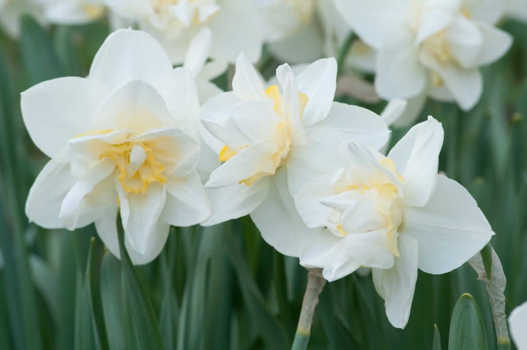 White Lion Narcissus Daffodil Bulbs Blooms Species Growing Bonsai Roots Rhizomes Corms Tubers Potted Planting Reblooming Fragrant Garden Flower Seeds Plant