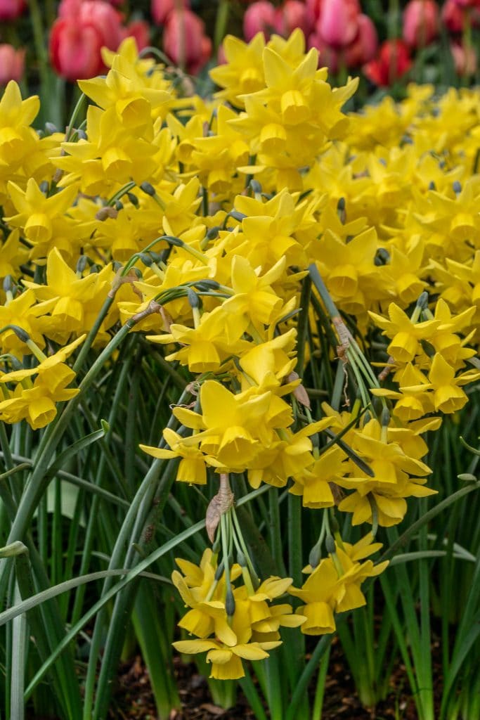 Yellow Ocean Daffodil Narcissus Bulbs Blooms Species Growing Bonsai Roots Rhizomes Corms Tubers Potted Planting Reblooming Fragrant Garden Flower Seeds Plant