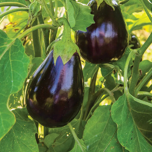 Eggplant, Black Beauty