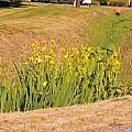 Bearded Iris Species Growing In Roadside Ditch In The City of Grants Pass In Josephine County In Oregon Garden Flower Seeds Plant