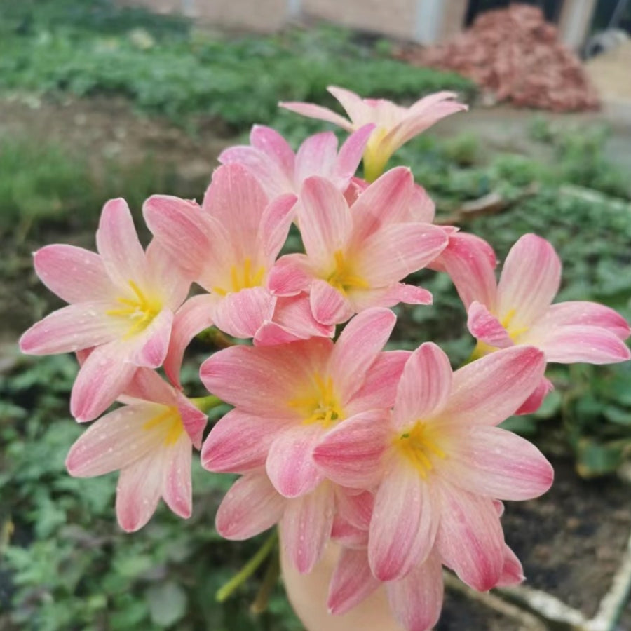 New variety Rain Lily Bulbs! Zephyranthes Labuffarosa Group Species Hybrid