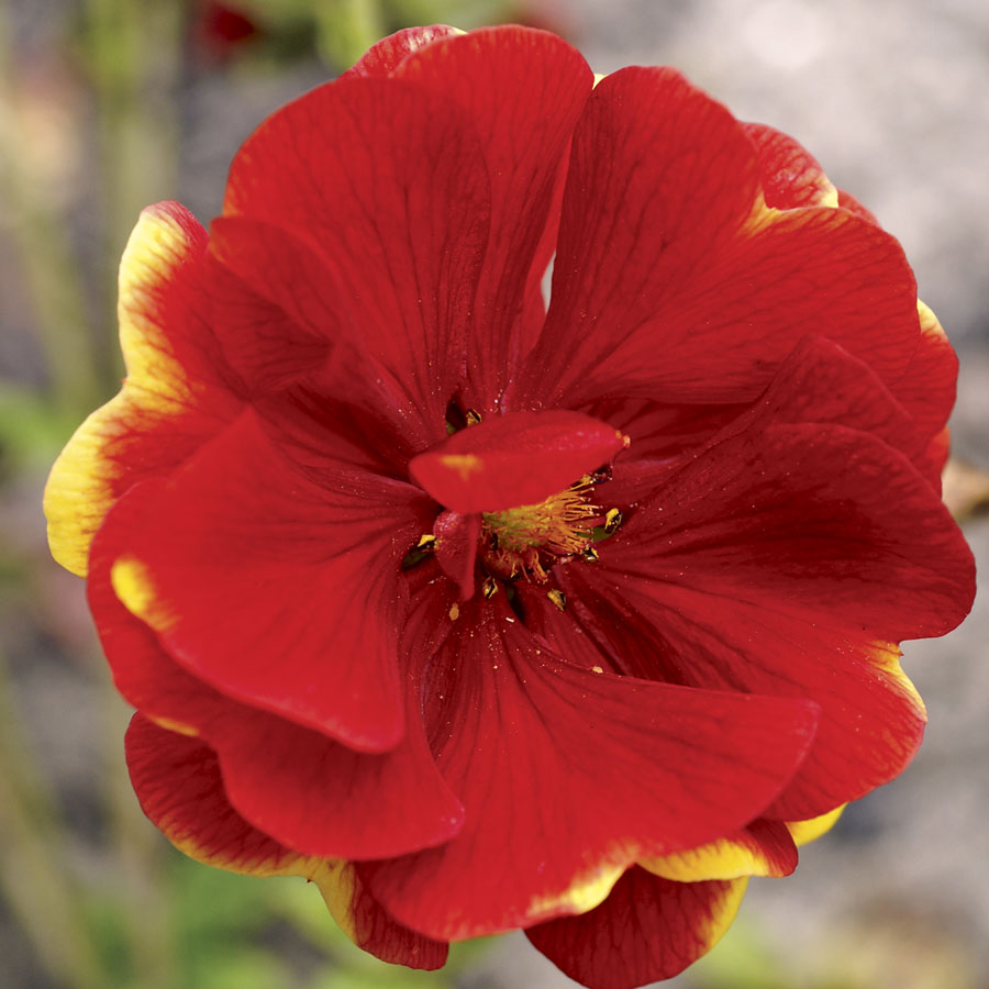 Arc En Ciel Cinquefoil Potentilla family planted garden decoration plants with high survival rate seeds