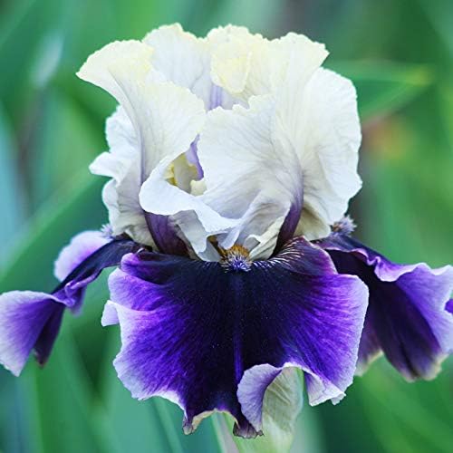 Lotus Land Bearded Iris Flower Bulb - Attracts Butterflies and Hummingbirds - Deer Resistant - Good as Cut Flowers - Naturalizing - Perennializing
