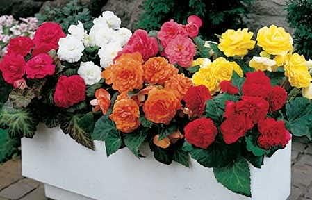 Park Seed Nonstop Mix Begonia Bulbs