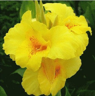 2 Canna Lily Bulbs Elegant Spectacular Tropical Flowers Attracts Butterflies Garden Bonsai