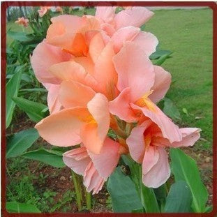 2 Canna Lily Bulbs Elegant Spectacular Tropical Flowers Attracts Butterflies Garden Bonsai