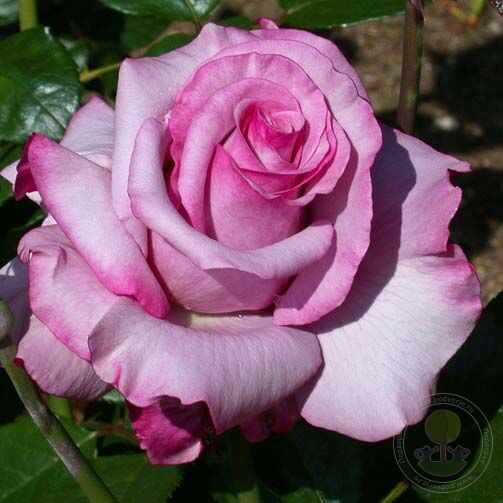 are roses seeds or bulbs Barbara Streisand Rose Seedlings Flower Seeds Perennial Growing Bonsa – Easytogrowbulb
