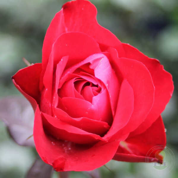 are roses seeds or bulbs Europeana Rose Seedlings Flower Seeds Perennial Growing Bonsai Corms –  Easytogrowbulb