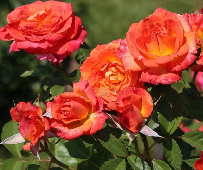 rose bulbs seeds Feurio Rose Seedlings Flower Seeds Perennial Growing Bonsai Corms Tub – Easytogrowbulb