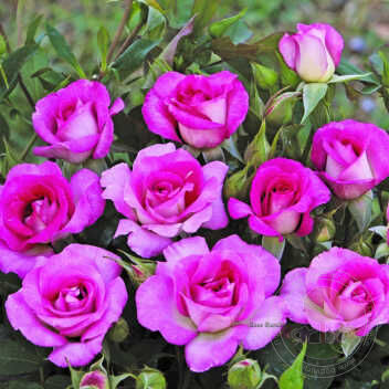 Prima bacho barney Rose Seedlings Flower Seeds Perennial Growing Bons –  Easytogrowbulb