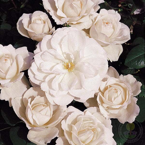 are roses seeds or bulbs Princess of Wales Rose Seedlings Flower Seeds Perennial Growing Bonsa – Easytogrowbulb