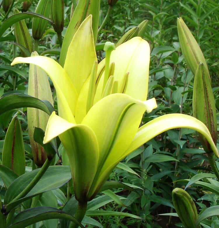 Yelloween Orienpet Hybrid Lily Blooms Species Growing Bonsai Bulbs Roots Rhizomes Corms Tubers Potted Planting Reblooming Fragrant Garden Flower Seeds Plant