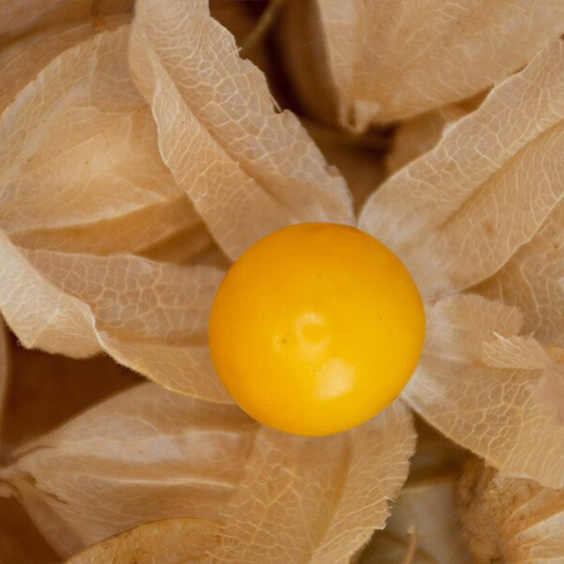 Cape Gooseberry Tomatillo, Ground Cherry Goldenberry Seeds