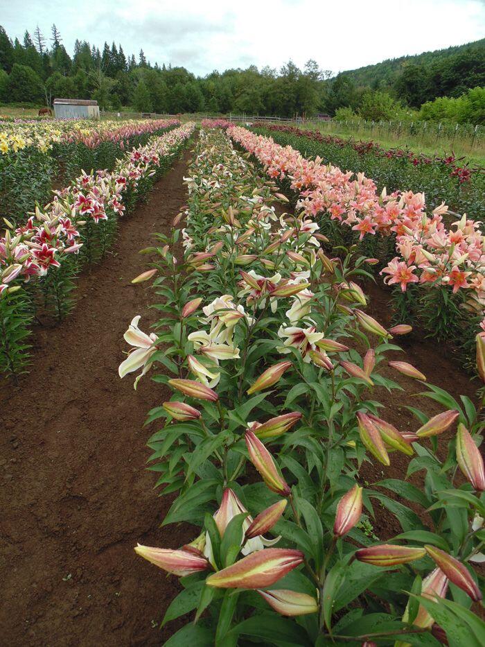 Zeba Species Oriental Hybrid Lily Blooms Species Growing Bonsai Bulbs Roots Rhizomes Corms Tubers Potted Planting Reblooming Fragrant Garden Flower Seeds Plant