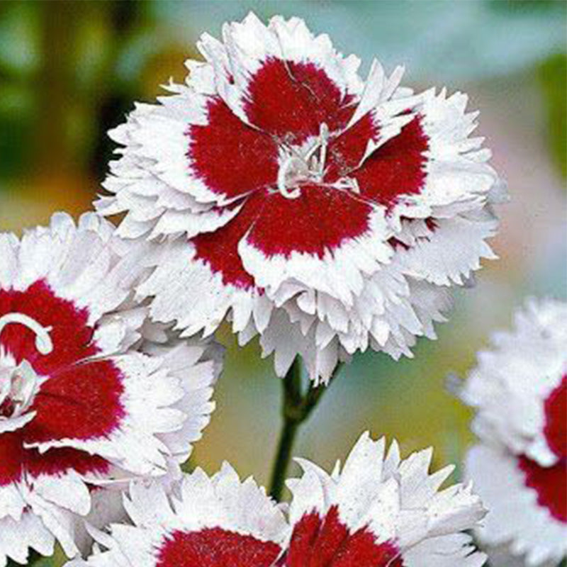 Red White Bicolor Dianthus Seeds