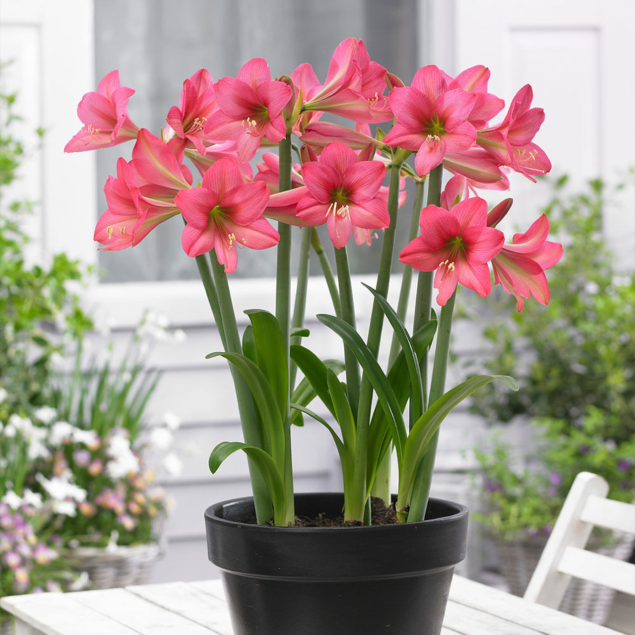 Sonatini Sweet Sixteen Amaryllis Hippeastrum Blooms Species Growing B –  Easytogrowbulb
